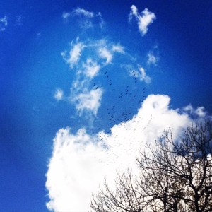 The Crane Migration...It's time for Africa