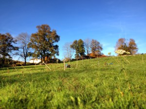 It doesn't look much now...but wait for it to grow