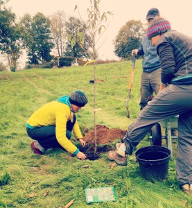 Planting the first round of trees for the food forest